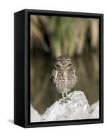 Burrowing Owl, Salton Sea Area, Imperial County, California, USA-Diane Johnson-Framed Stretched Canvas