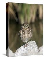 Burrowing Owl, Salton Sea Area, Imperial County, California, USA-Diane Johnson-Stretched Canvas