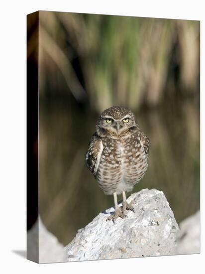 Burrowing Owl, Salton Sea Area, Imperial County, California, USA-Diane Johnson-Stretched Canvas