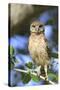 Burrowing Owl (Speotyto cunicularia) chick, perched on Live Oak (Quercus sp.) twig, Florida, USA-Edward Myles-Stretched Canvas