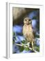 Burrowing Owl (Speotyto cunicularia) chick, perched on Live Oak (Quercus sp.) twig, Florida, USA-Edward Myles-Framed Photographic Print