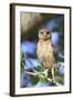 Burrowing Owl (Speotyto cunicularia) chick, perched on Live Oak (Quercus sp.) twig, Florida, USA-Edward Myles-Framed Photographic Print