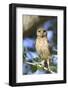 Burrowing Owl (Speotyto cunicularia) chick, perched on Live Oak (Quercus sp.) twig, Florida, USA-Edward Myles-Framed Photographic Print