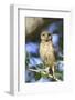 Burrowing Owl (Speotyto cunicularia) chick, perched on Live Oak (Quercus sp.) twig, Florida, USA-Edward Myles-Framed Photographic Print