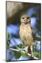 Burrowing Owl (Speotyto cunicularia) chick, perched on Live Oak (Quercus sp.) twig, Florida, USA-Edward Myles-Mounted Photographic Print