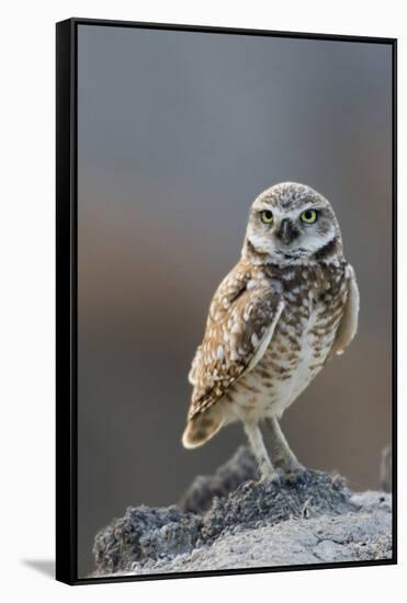 Burrowing Owl-Ken Archer-Framed Stretched Canvas