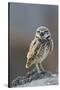 Burrowing Owl-Ken Archer-Stretched Canvas