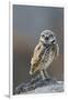 Burrowing Owl-Ken Archer-Framed Photographic Print