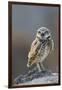 Burrowing Owl-Ken Archer-Framed Photographic Print