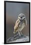 Burrowing Owl-Ken Archer-Framed Photographic Print
