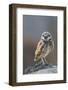 Burrowing Owl-Ken Archer-Framed Photographic Print