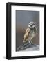 Burrowing Owl-Ken Archer-Framed Photographic Print