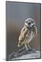 Burrowing Owl-Ken Archer-Mounted Photographic Print