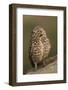 Burrowing Owl-Ken Archer-Framed Photographic Print