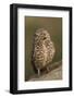 Burrowing Owl-Ken Archer-Framed Photographic Print