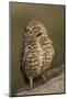 Burrowing Owl-Ken Archer-Mounted Photographic Print