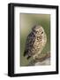 Burrowing Owl-Ken Archer-Framed Photographic Print