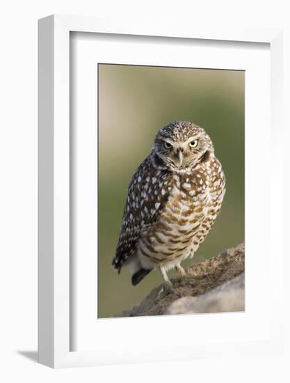 Burrowing Owl-Ken Archer-Framed Photographic Print