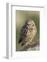 Burrowing Owl-Ken Archer-Framed Photographic Print