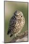 Burrowing Owl-Ken Archer-Mounted Photographic Print
