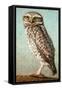 Burrowing Owl-James W. Johnson-Framed Stretched Canvas