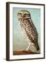 Burrowing Owl-James W. Johnson-Framed Giclee Print