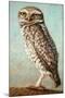 Burrowing Owl-James W. Johnson-Mounted Giclee Print