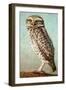 Burrowing Owl-James W. Johnson-Framed Giclee Print