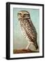 Burrowing Owl-James W. Johnson-Framed Giclee Print