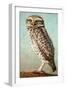 Burrowing Owl-James W. Johnson-Framed Giclee Print