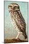 Burrowing Owl-James W. Johnson-Mounted Giclee Print