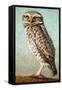 Burrowing Owl-James W. Johnson-Framed Stretched Canvas