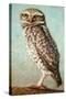 Burrowing Owl-James W. Johnson-Stretched Canvas