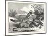 Burrowing-Owls and Prairie-Dogs-null-Mounted Giclee Print