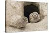 Burrowing Owls at nest entrance-Ken Archer-Stretched Canvas