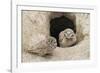 Burrowing Owls at nest entrance-Ken Archer-Framed Photographic Print