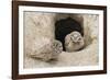 Burrowing Owls at nest entrance-Ken Archer-Framed Photographic Print