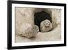 Burrowing Owls at nest entrance-Ken Archer-Framed Photographic Print