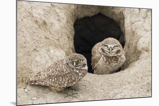 Burrowing Owls at nest entrance-Ken Archer-Mounted Photographic Print
