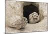 Burrowing Owls at nest entrance-Ken Archer-Mounted Photographic Print