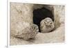 Burrowing Owls at nest entrance-Ken Archer-Framed Photographic Print