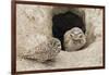 Burrowing Owls at nest entrance-Ken Archer-Framed Photographic Print