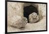 Burrowing Owls at nest entrance-Ken Archer-Framed Photographic Print