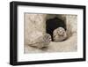 Burrowing Owls at nest entrance-Ken Archer-Framed Photographic Print