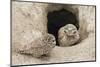 Burrowing Owls at nest entrance-Ken Archer-Mounted Photographic Print