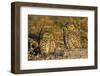 Burrowing Owls (Athene Cunicularia) at Burrow in Sandy Soil-Lynn M^ Stone-Framed Photographic Print