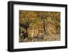 Burrowing Owls (Athene Cunicularia) at Burrow in Sandy Soil-Lynn M^ Stone-Framed Photographic Print