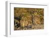 Burrowing Owls (Athene Cunicularia) at Burrow in Sandy Soil-Lynn M^ Stone-Framed Photographic Print