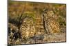 Burrowing Owls (Athene Cunicularia) at Burrow in Sandy Soil-Lynn M^ Stone-Mounted Photographic Print