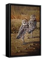 Burrowing Owls-Wilhelm Goebel-Framed Stretched Canvas